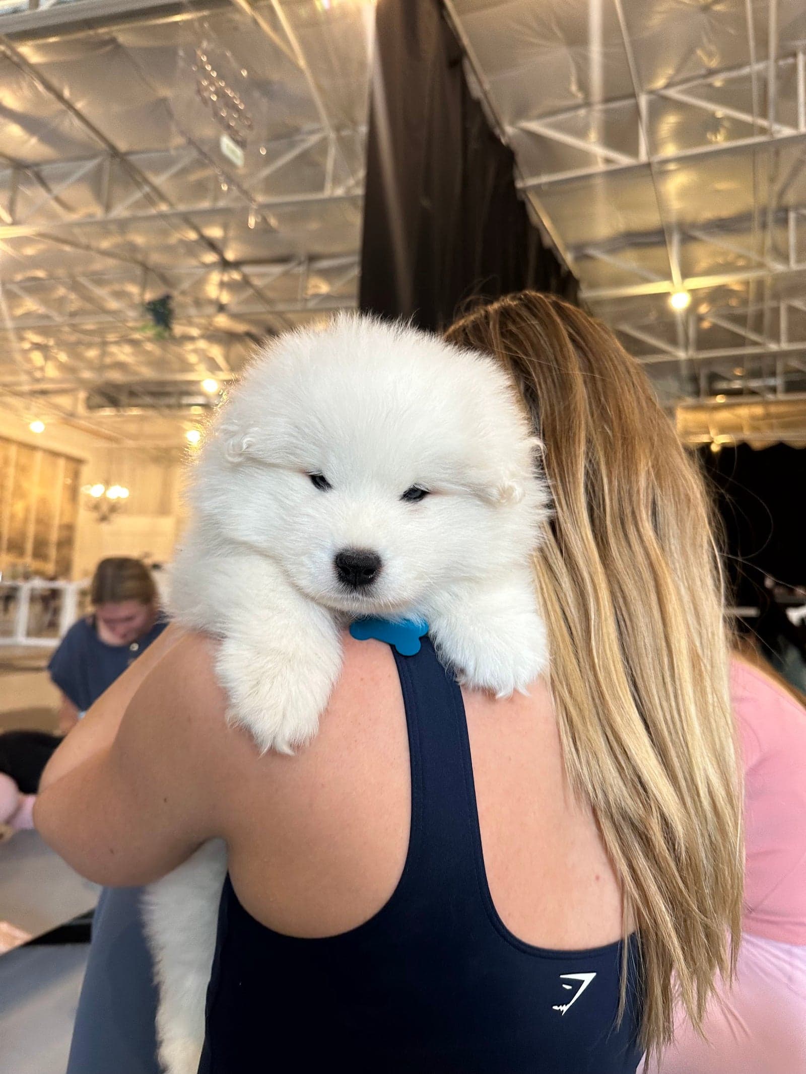 A samoyed puppy resting on a guest's shoulder after class
