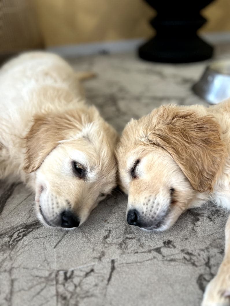 Two golden retriever puppies lying side by side on the studio floor