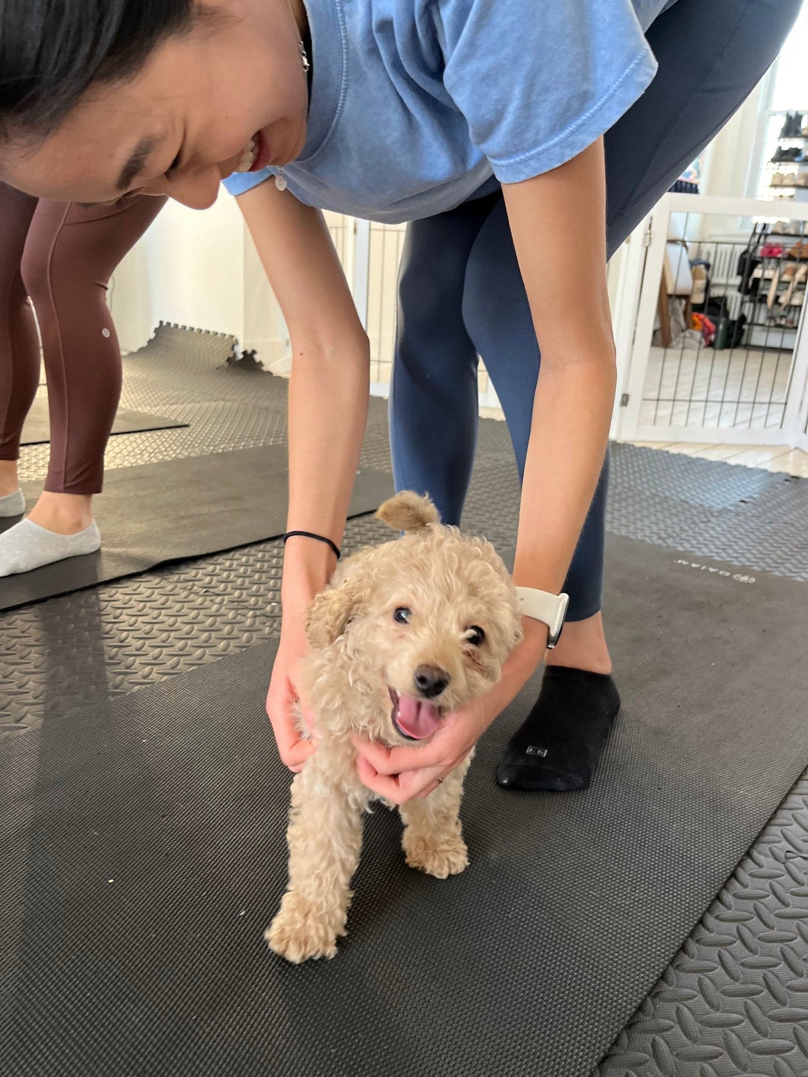 A guest gently playing with a poodle puppy during chill time
